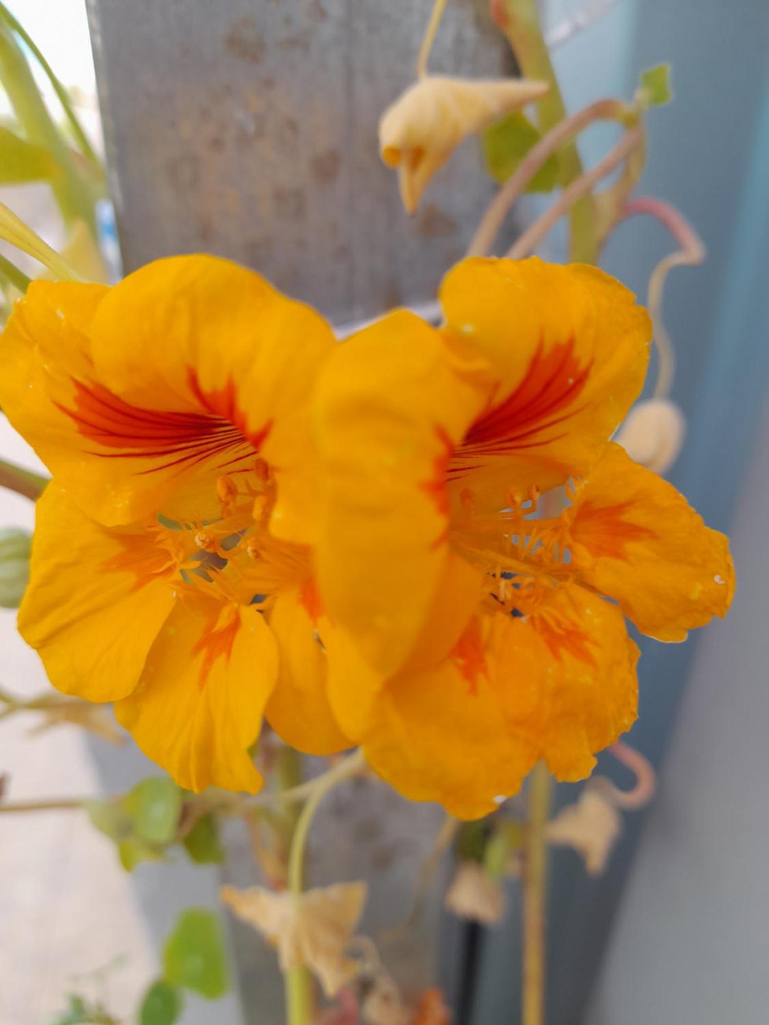 Tropicana One Bedroom Flat T1 In Albufeira Gale Close To 8 Beaches エクステリア 写真